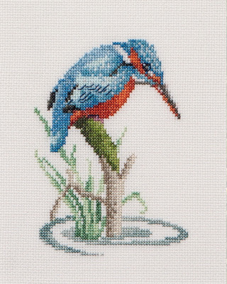 Kingfisher / GOK574