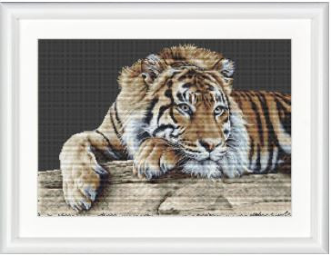 Tiger / GOK579B