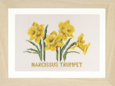 Narcissus Trumpet / GOK584