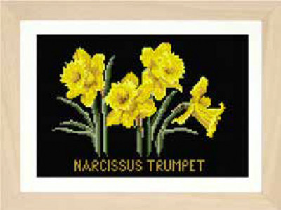 Narcissus Trumpet / GOK584B
