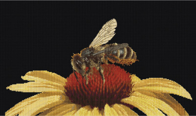 Bee On Echinacea / GOK585B