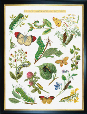 Caterpillars & Butterflies / GOK587A
