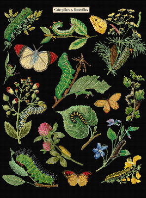 Caterpillars & Butterflies / GOK587B