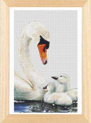 Swans & Cygnets / GOK606A