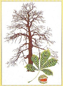 Chestnut Tree / GOK830