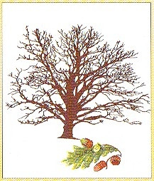 Oak Tree / GOK831A