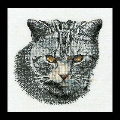 Cyprian Cat / GOK932A