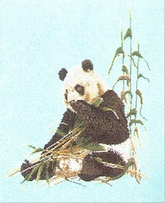 Panda Bear / GOK937