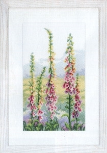 Foxgloves at Dawn / PNV146870