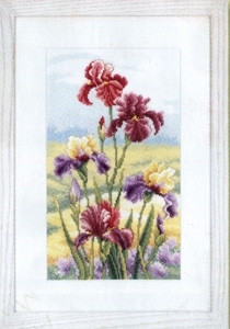 Irises at Dawn / PNV146944