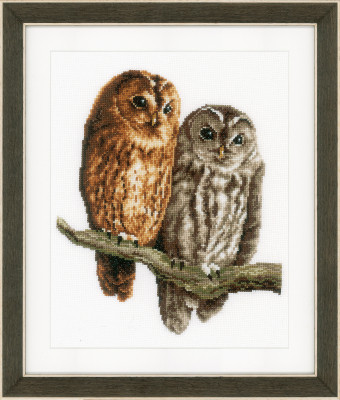 Owls / PNV150063