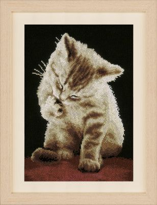 Kitten / PNV155780