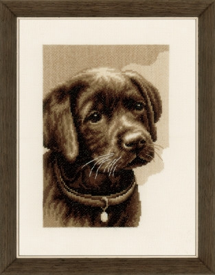 Labrador Puppy / PNV158080