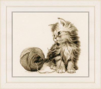 Kitten / PNV162378