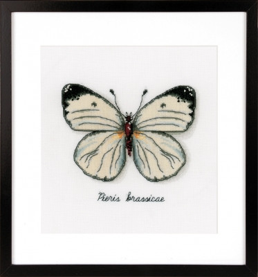 White Butterfly / PNV165233