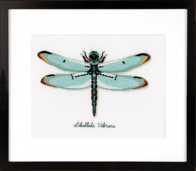 Dragonfly / PNV165453