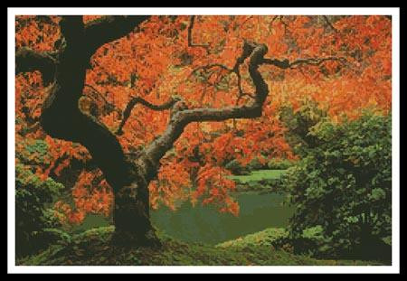 Autumn Tree - #10744 / The Sweetheart Tree