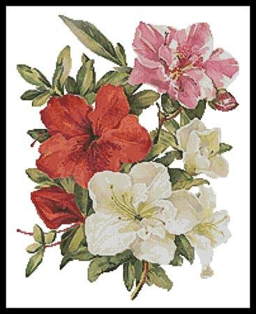 Azaleas - #10537 / The Sweetheart Tree