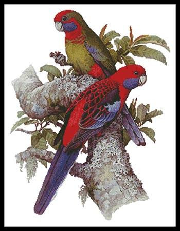 Crimson Rosellas / Artecy Cross Stitch