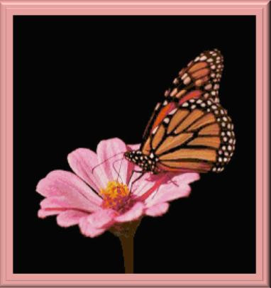 Beautiful Butterfly / Cody Country Crossstitch & Crafts