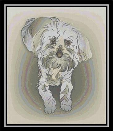 Maltipoo / Cody Country Crossstitch & Crafts