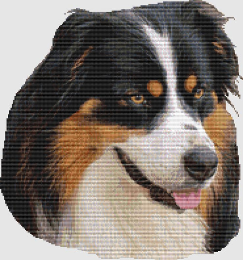 Australian Shepherd - Portrait (Black Tri) / Dogshoppe Designs