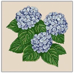Hydrangea / Ellen Maurer-Stroh