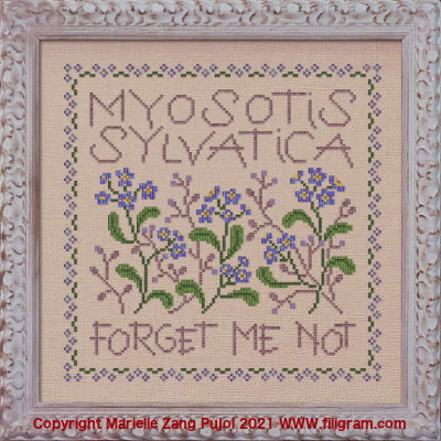 Myosotis Sylvatica / Filigram