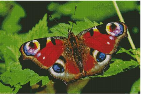 Peacock Butterfly / Fox Trails Needlework
