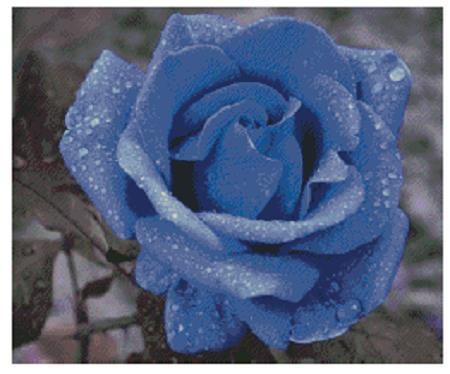 The Blue Rose / Fox Trails Needlework