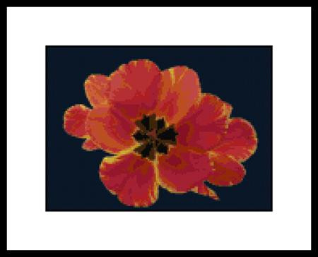 Close Up Red Yellow Tulip / Mary Gaines Designs