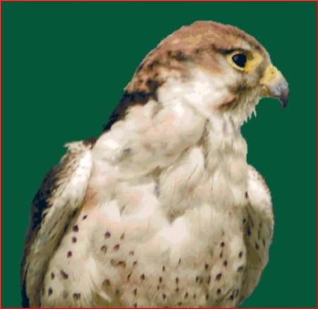 Lanner Falcon / Rowland Cole's Images Of Nature