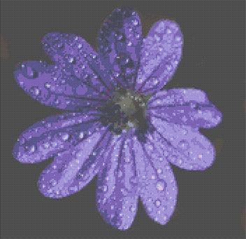 Dew Flower / Rowland Cole's Images Of Nature