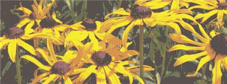 Black Eyed Susans / Rowland Cole's Images Of Nature