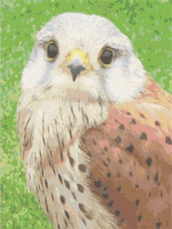 Male Kestrel / Rowland Cole's Images Of Nature
