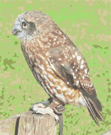 Little Owl / Rowland Cole's Images Of Nature