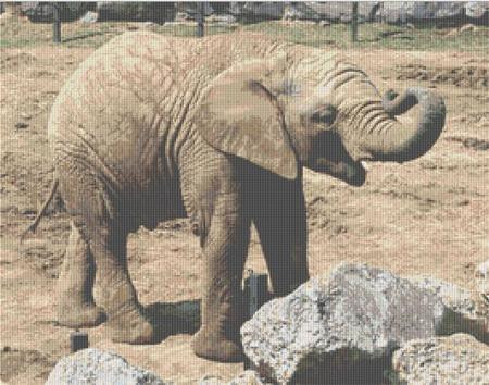 Juvenile Elephant / Rowland Cole's Images Of Nature