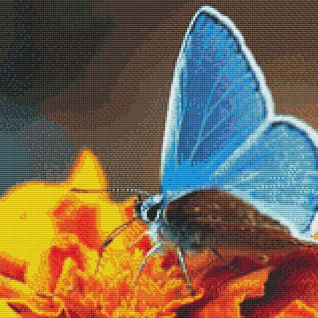 Blue Butterfly On Orange Flowers Cross Stitch Pattern / Stitchx Craft Designs