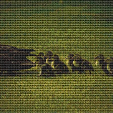 Duckling Family Cross Stitch Pattern / Stitchx Craft Designs