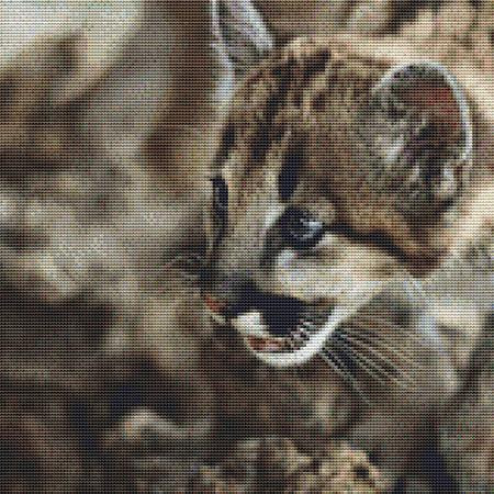 Staring Wild Kitten Cross Stitch Pattern / Stitchx Craft Designs