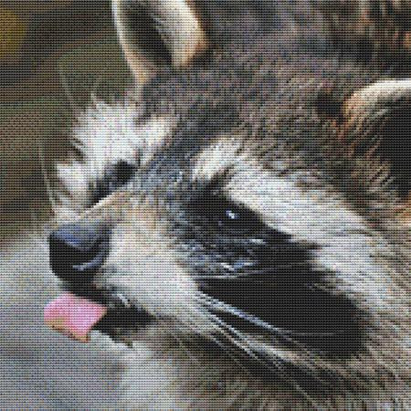 Licking Raccoon Cross Stitch Pattern / Stitchx Craft Designs