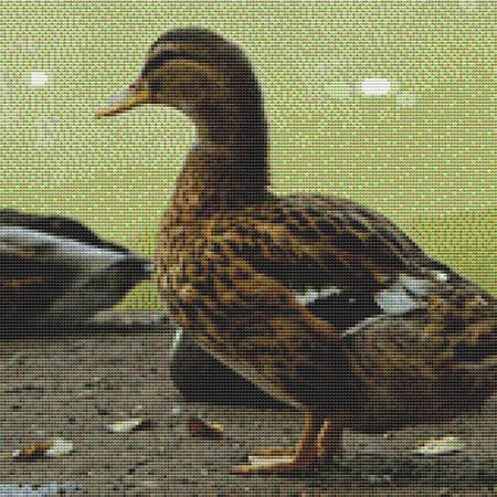 Awkward Duckling Cross Stitch Pattern / Stitchx Craft Designs