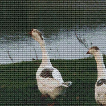 Two Goofy Ducks Cross Stitch Pattern / Stitchx Craft Designs