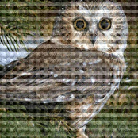 Funny Looking Owl Cross Stitch Pattern / Stitchx Craft Designs