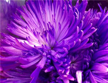 Abstract In Purple / The Frame Corner