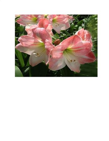Blooming Beauty / The Frame Corner