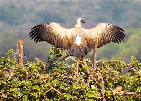 African Eagle / The Frame Corner