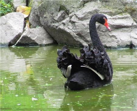 Black Swan Beauty / The Frame Corner