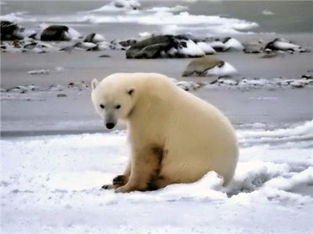 Arctic Polar Bear / The Frame Corner
