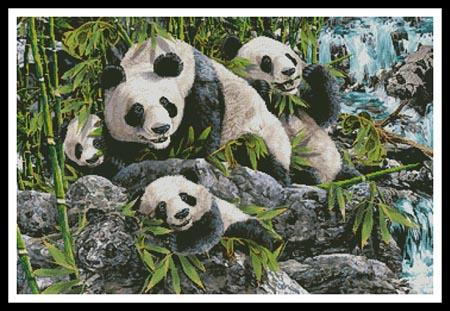 12 Pandas - #12574 - Int / The Prairie Schooler